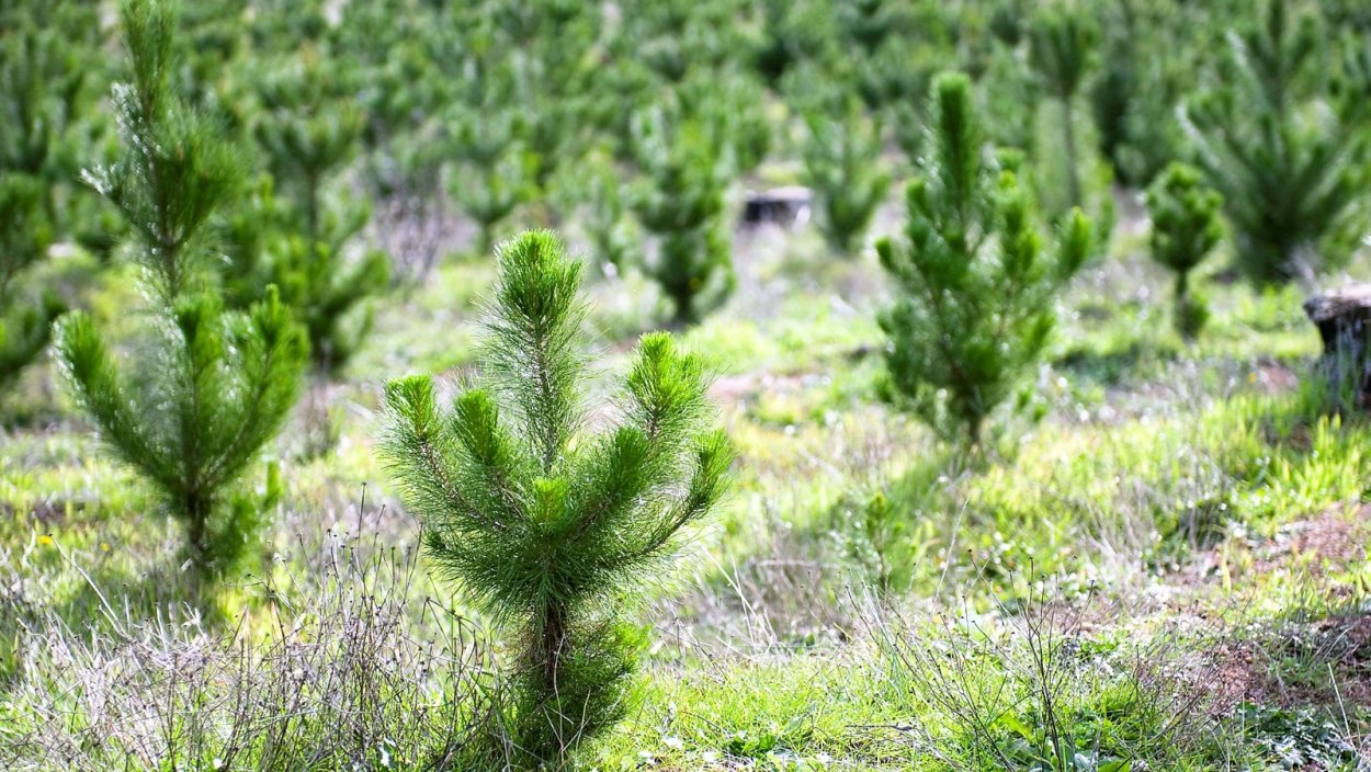 Искусственное лесовосстановление