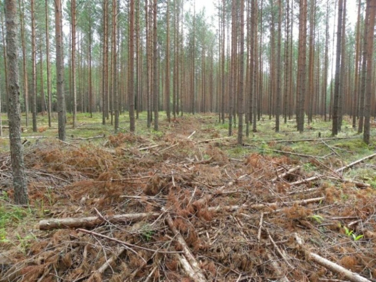 Постепенные рубки лесных насаждений