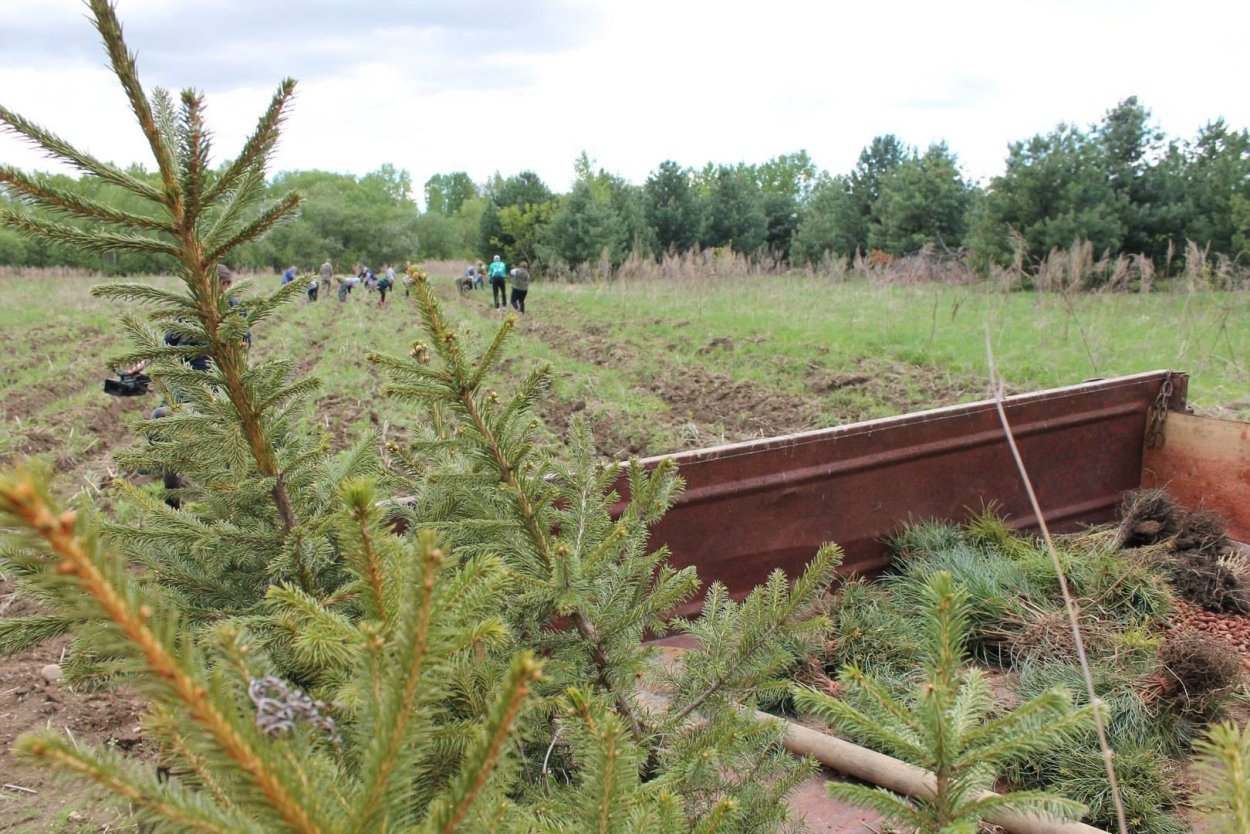 Сеянцы сосны обыкновенной Лесопитомник