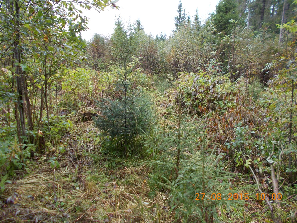 Рубки прочистки в молодняках