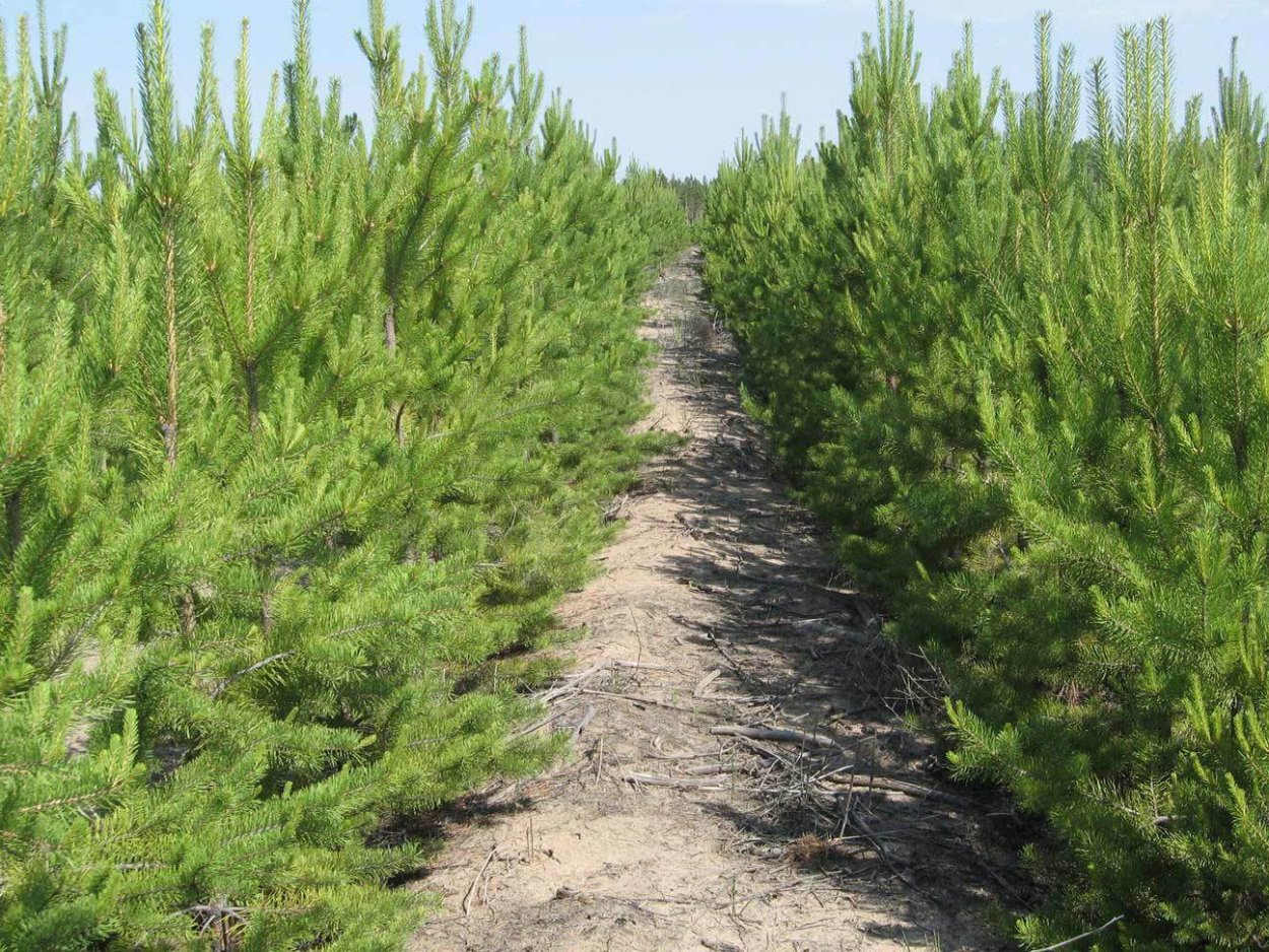 Лесосеменная плантация сосны обыкновенной