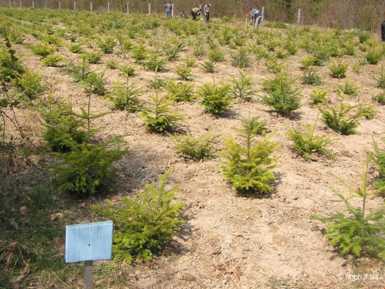 Лесовосстановление лиственницей