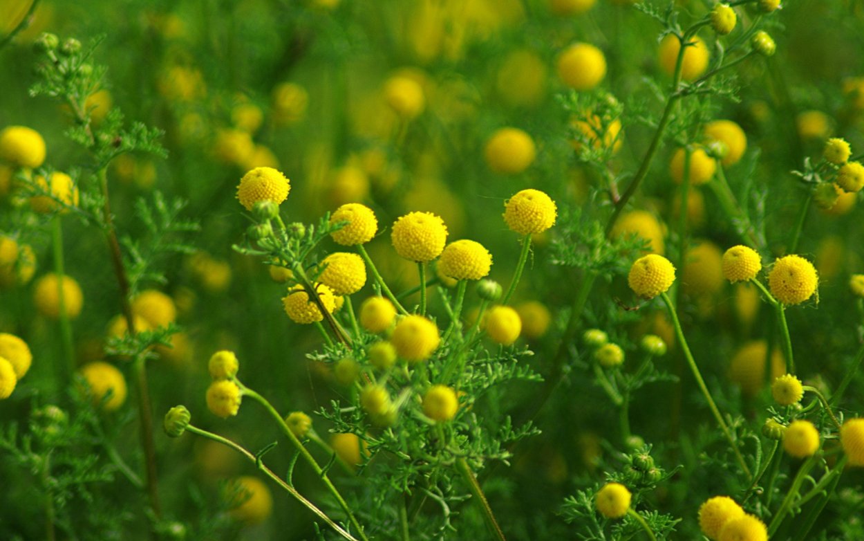 Растение полевое с желтыми цветочками