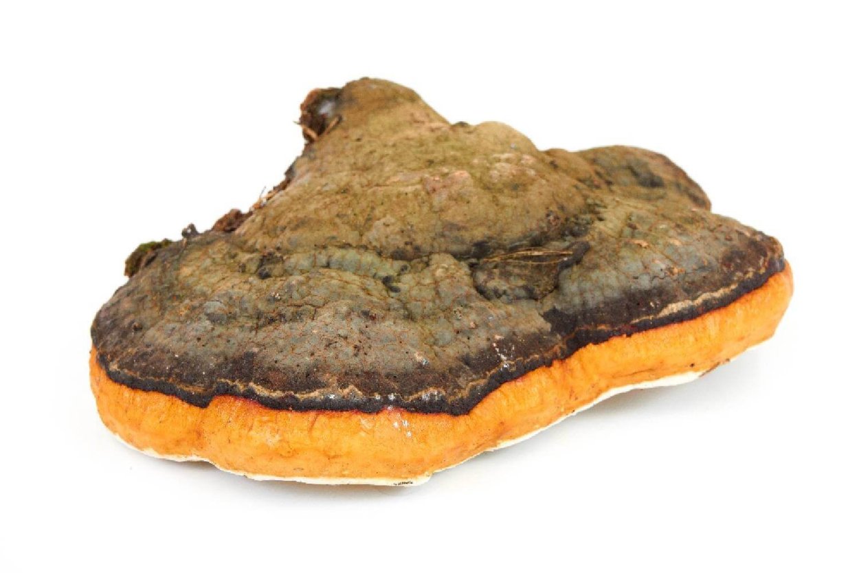 Чага на белом фоне