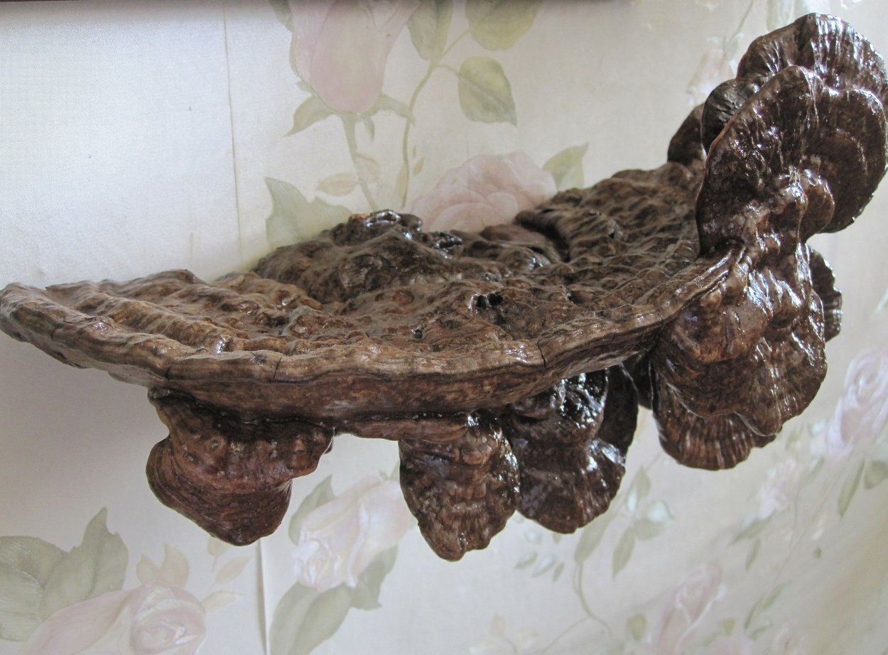 Полка из трутовика