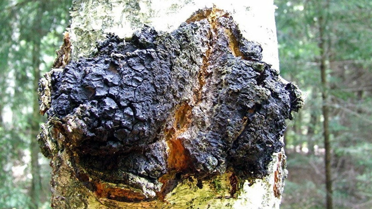 Чага Березовая