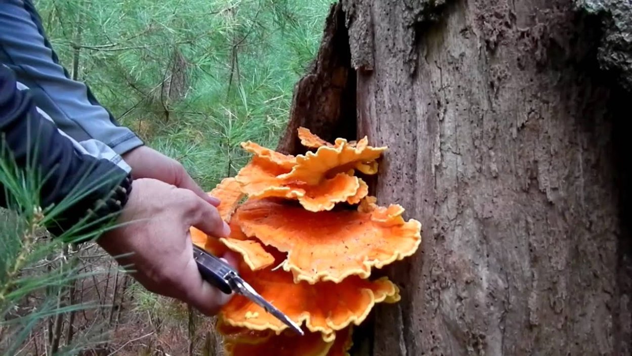 Chicken of the Woods древесный цыплёнок
