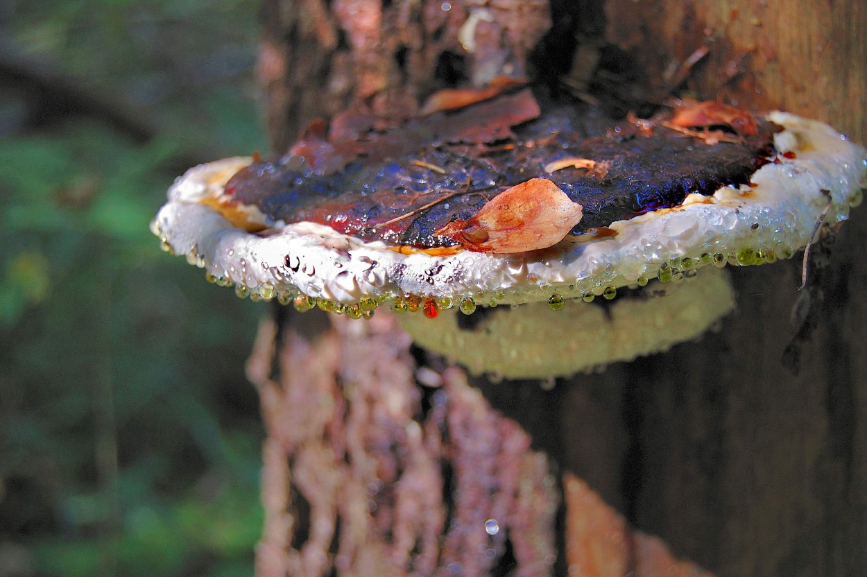 Чага на сосне фото