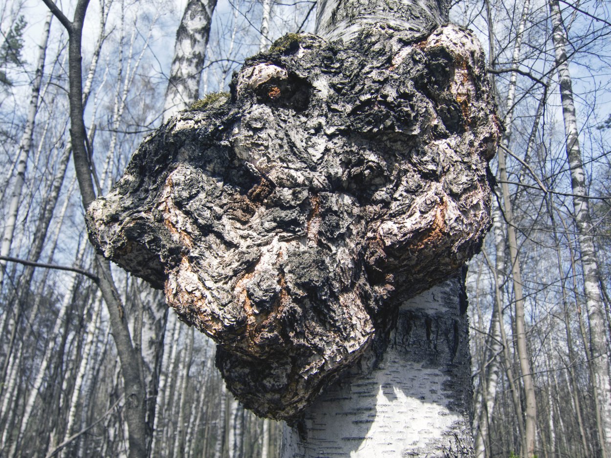 Чага Березовая