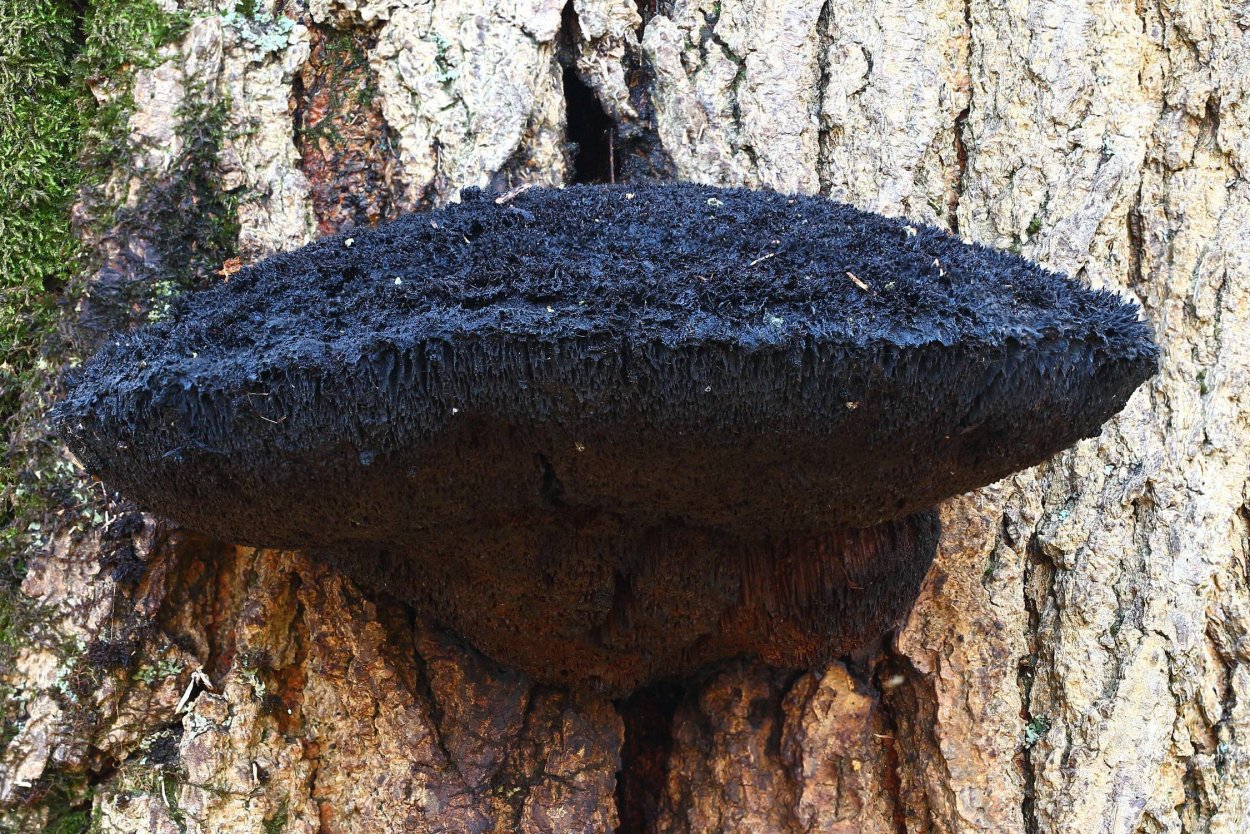 Трутовик щетинистоволосый