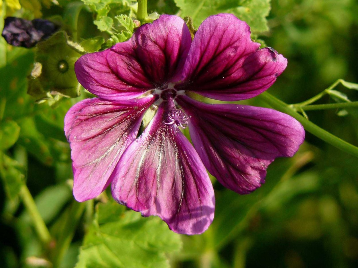 Мальва просвирник