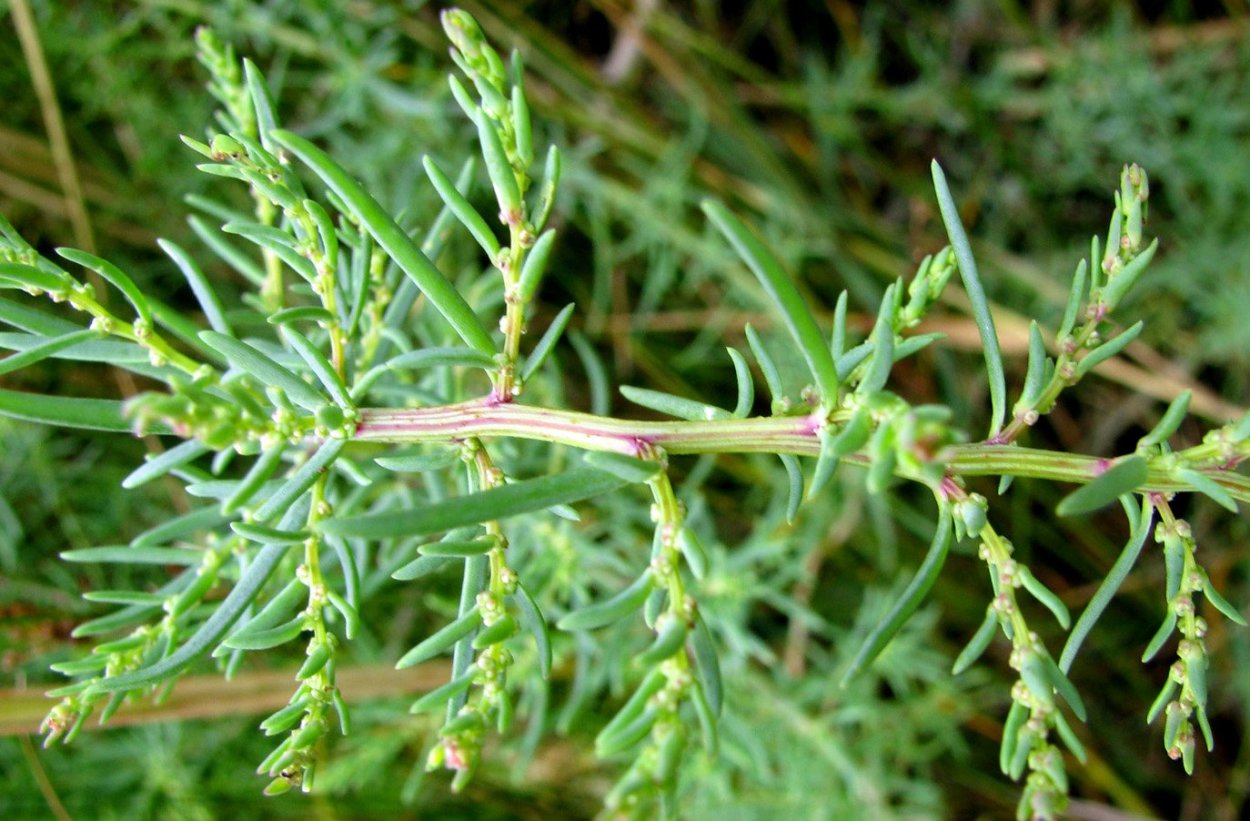 Солянка холмовая (трава) 50гр.