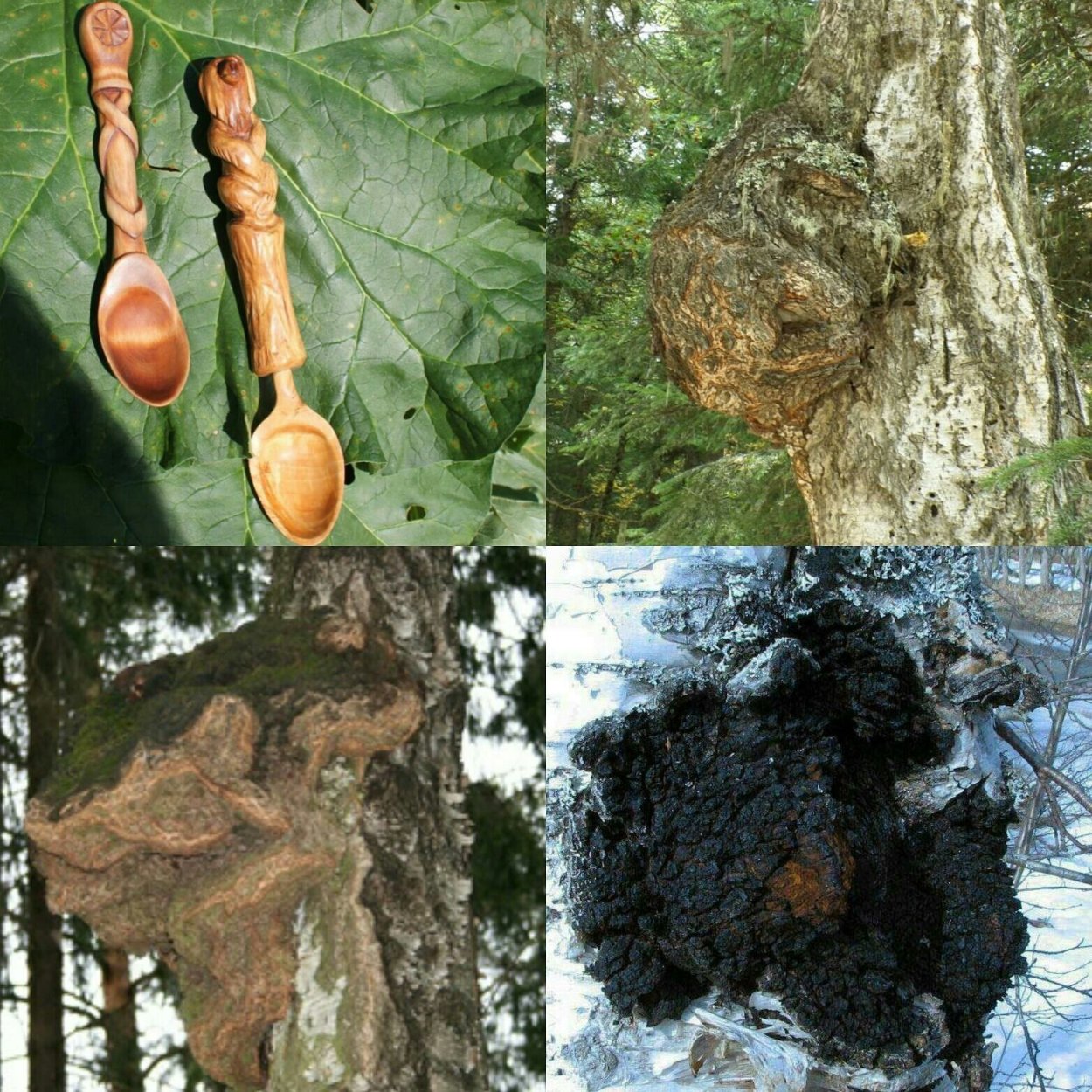 Грибы паразиты чага