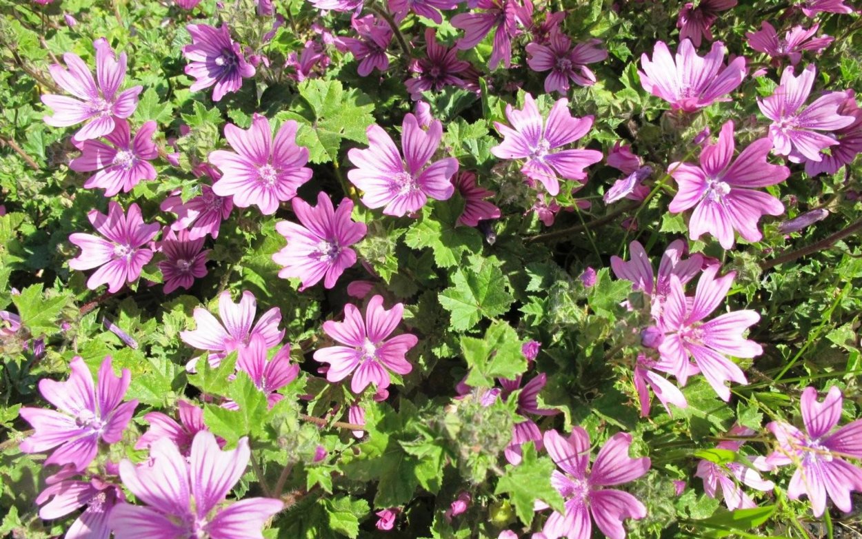 Мальва просвирник