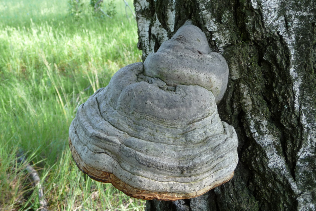 Трутовик лиственничный