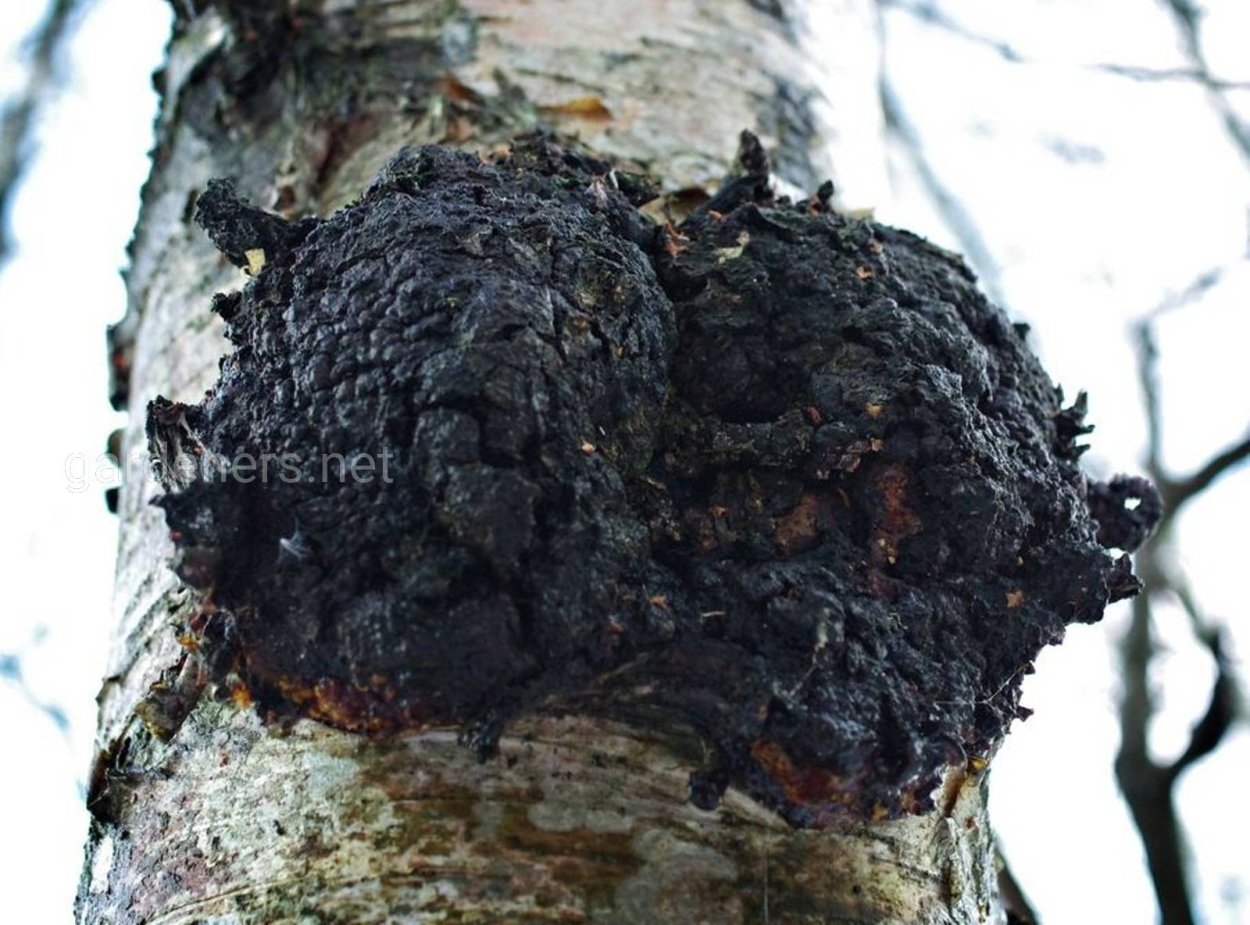 Грибы паразиты чага