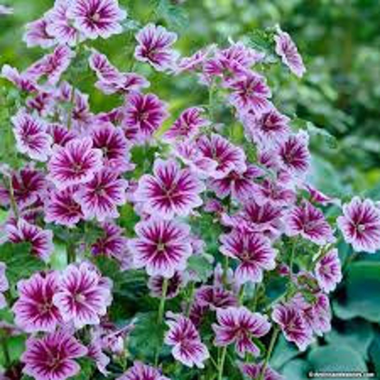 Пчёлы на цветке Мальва