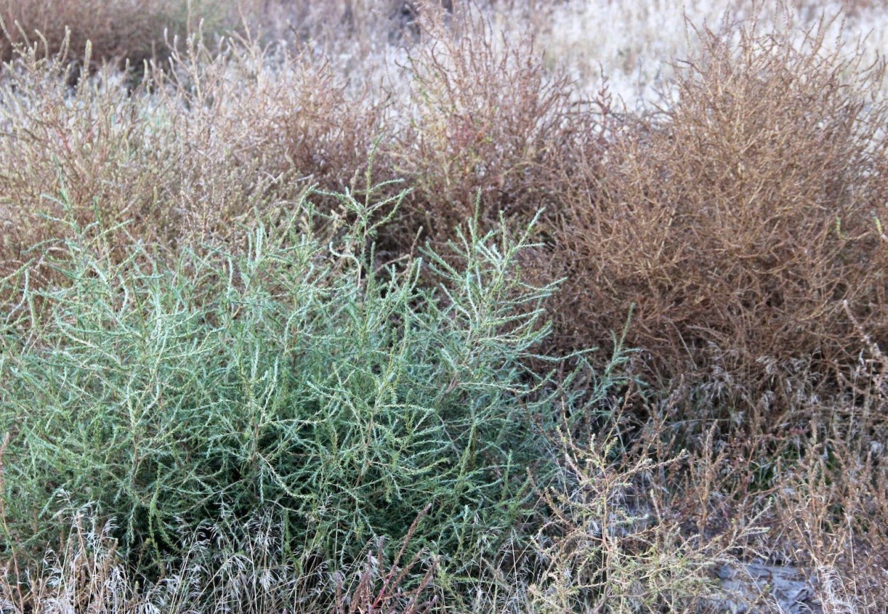 Солянка содоносная