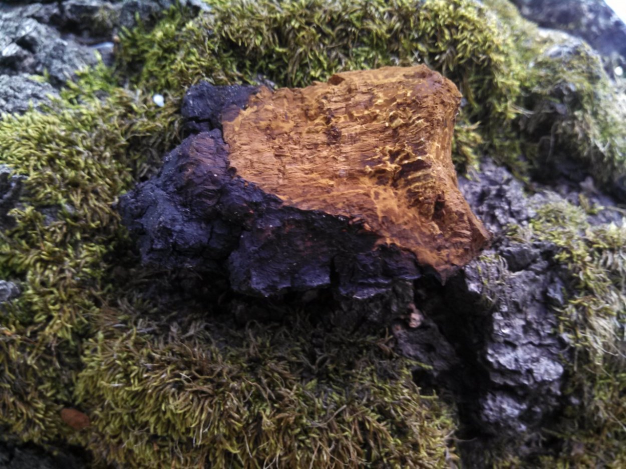 Трутовик косотрубчатый (чага)