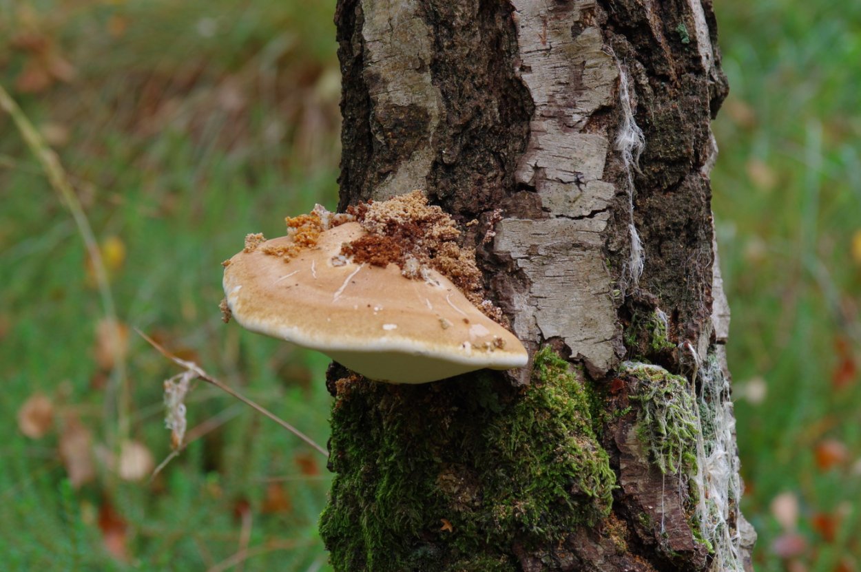 Чага коробка