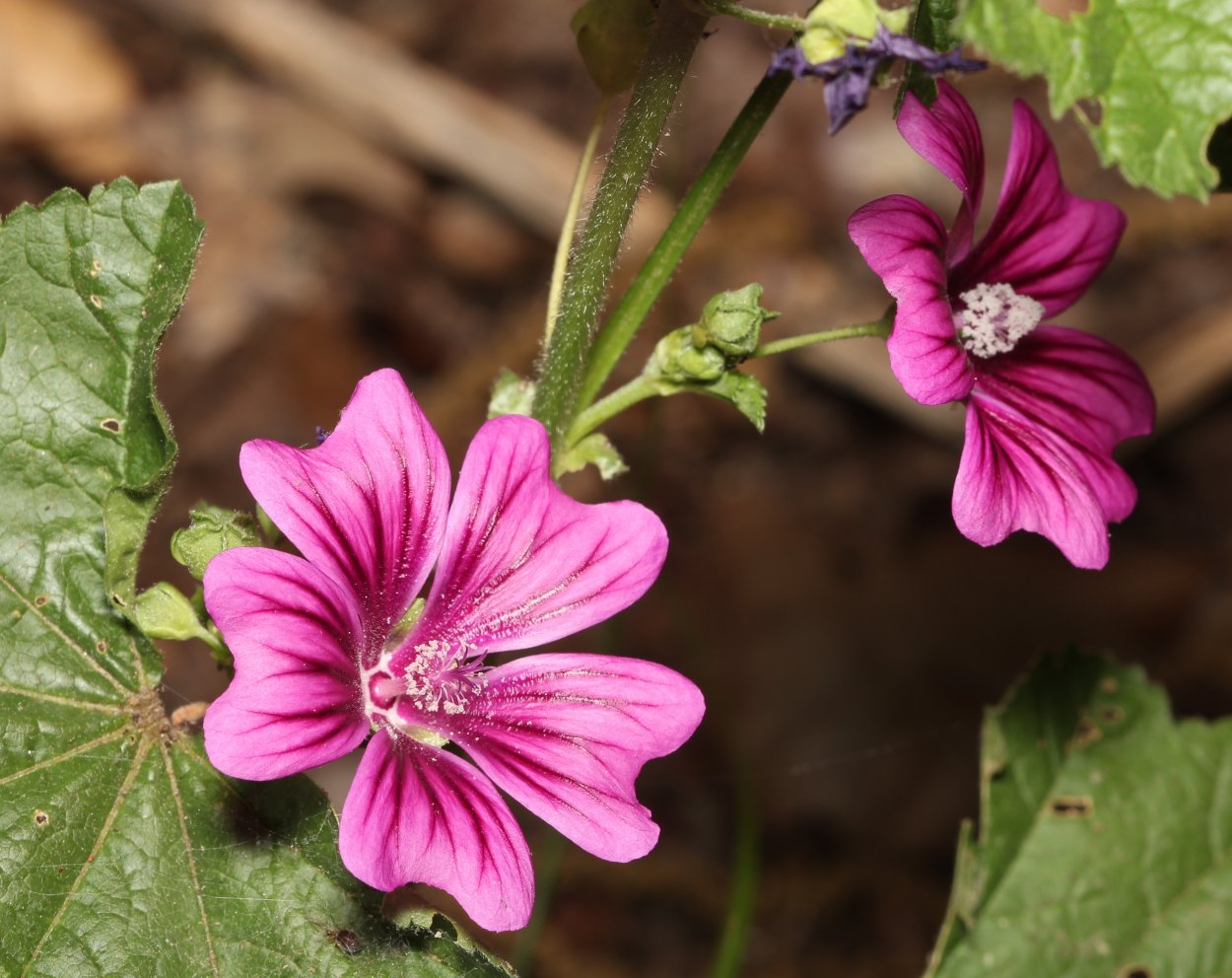 Поле мальвы