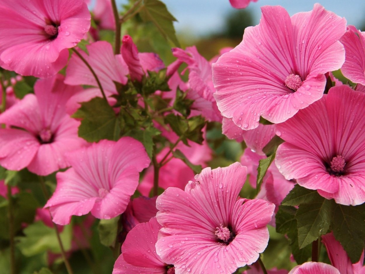 Мальва – Alcea rosea