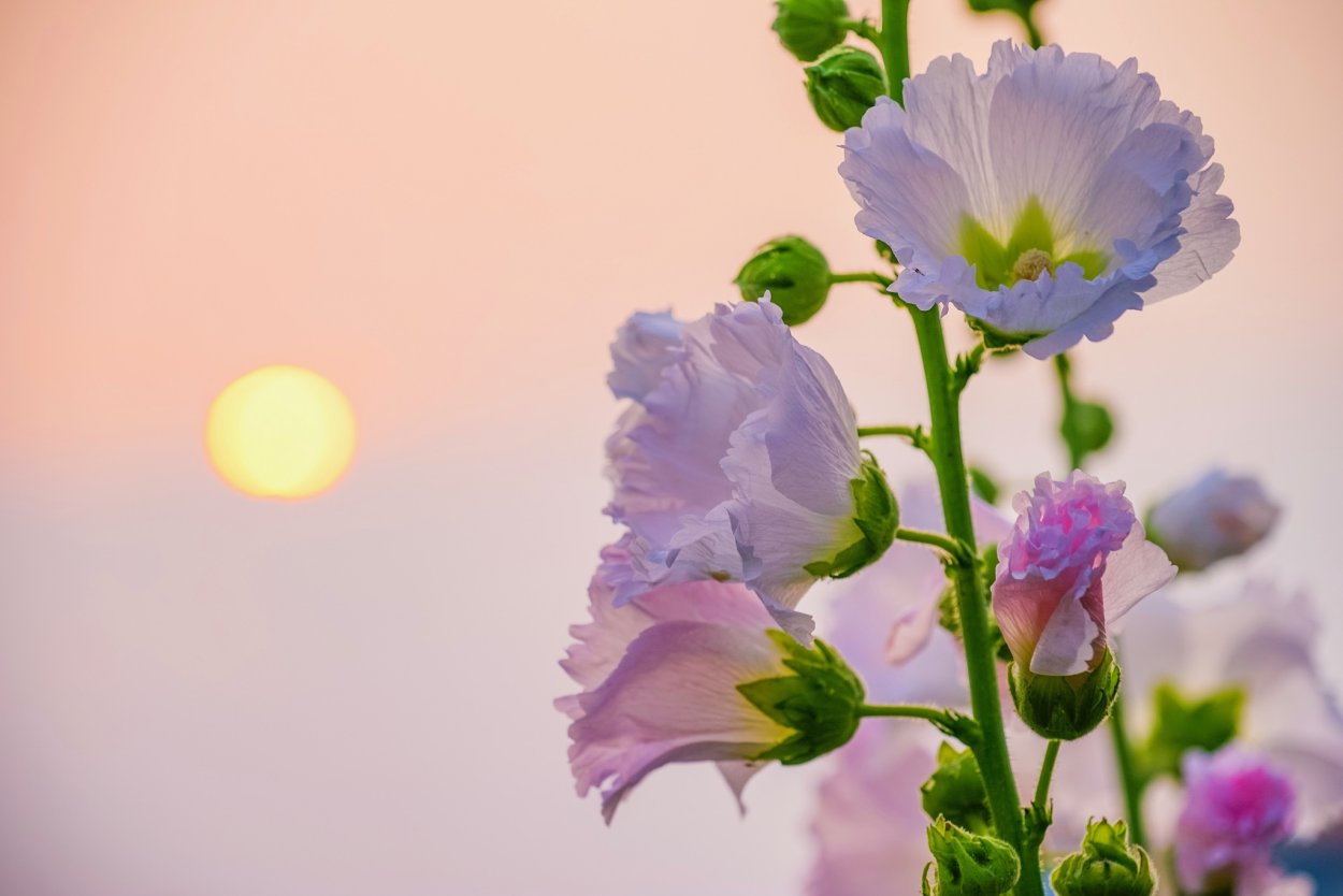 Придорожная Мальва