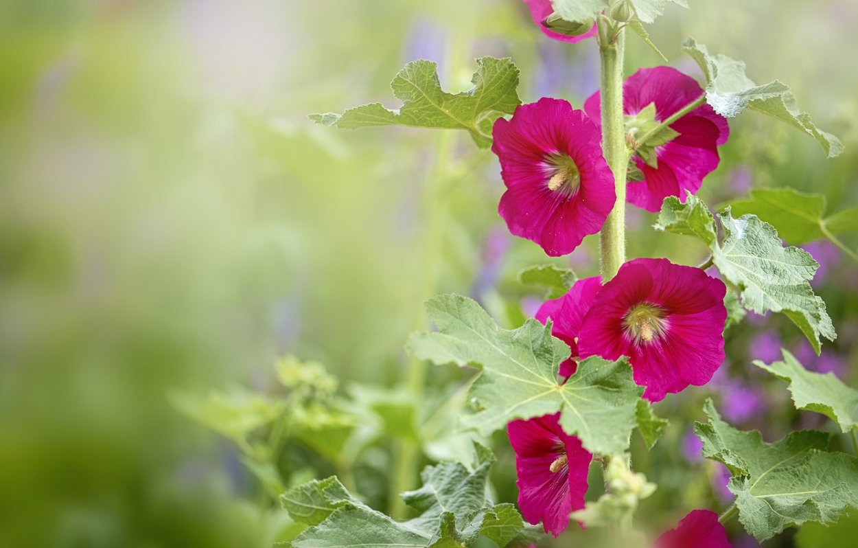 Шток-роза Hollyhock