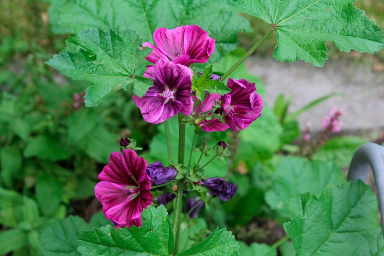 Мальва Лесная многолетняя