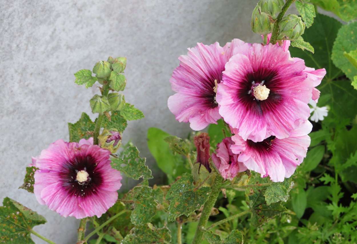 Мальва красная