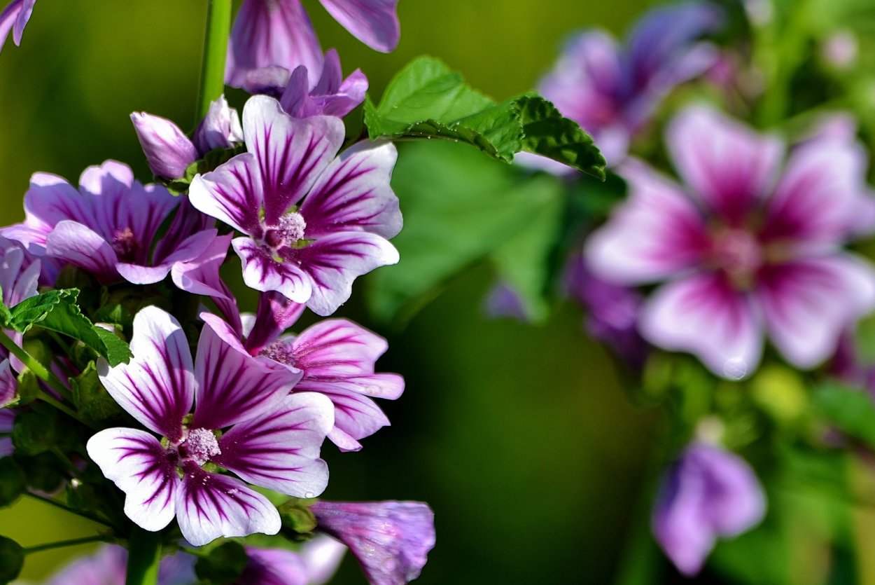 Мальва Лесная просвирник Лесной