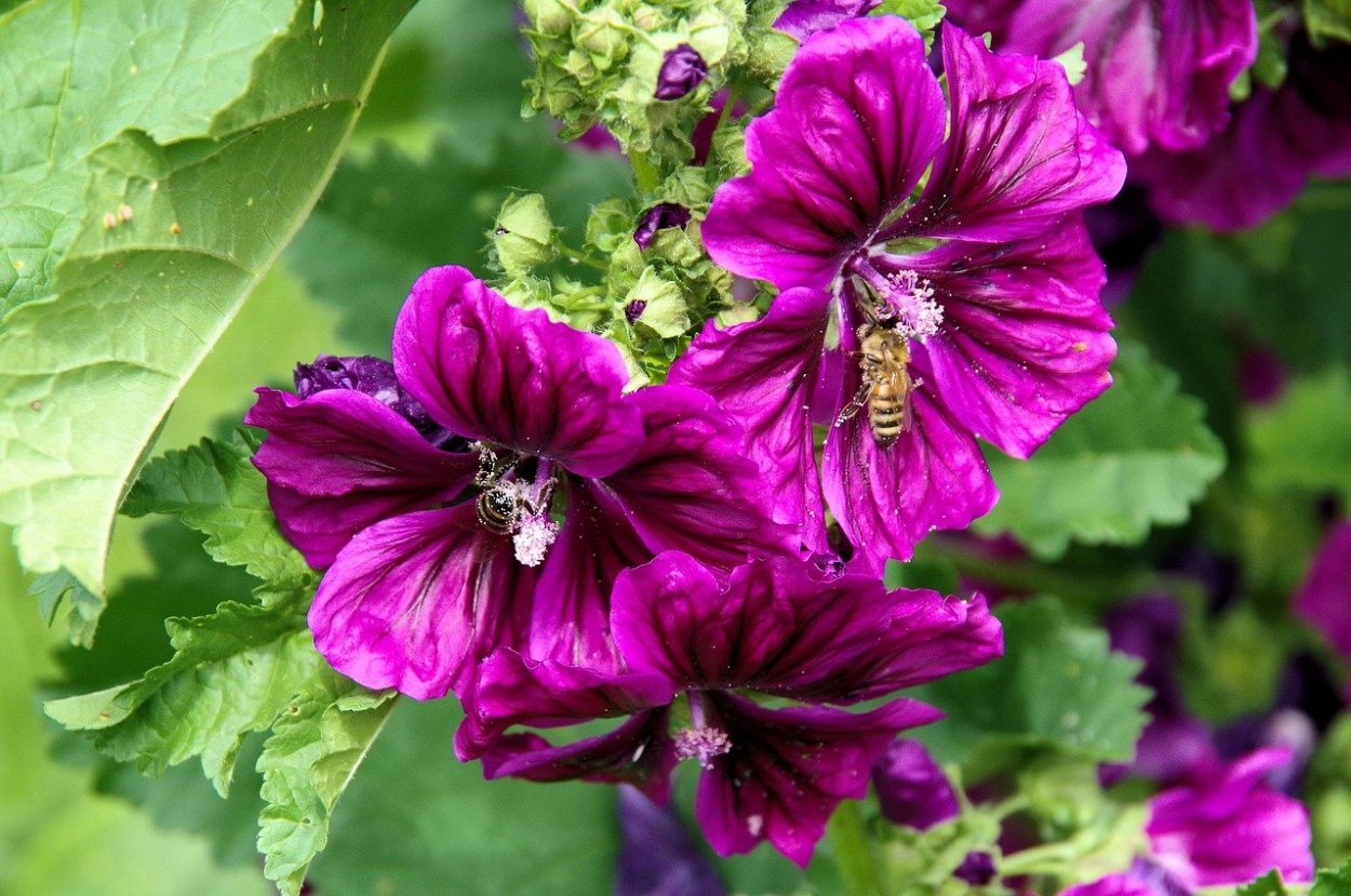 Мальва мускусная роза