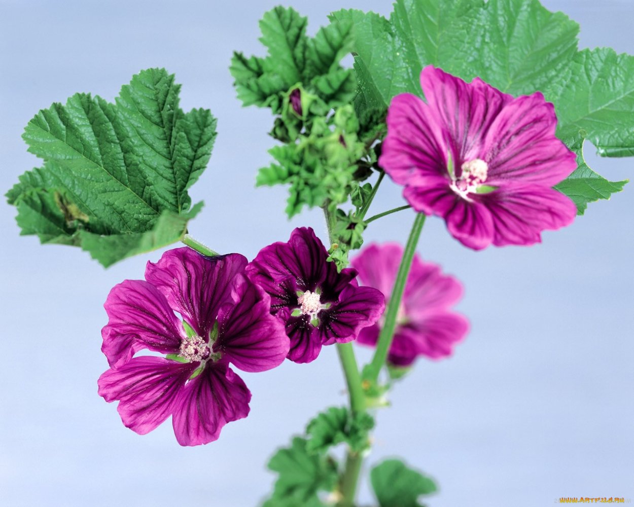 Просвирник Лесной - Malva Sylvestris