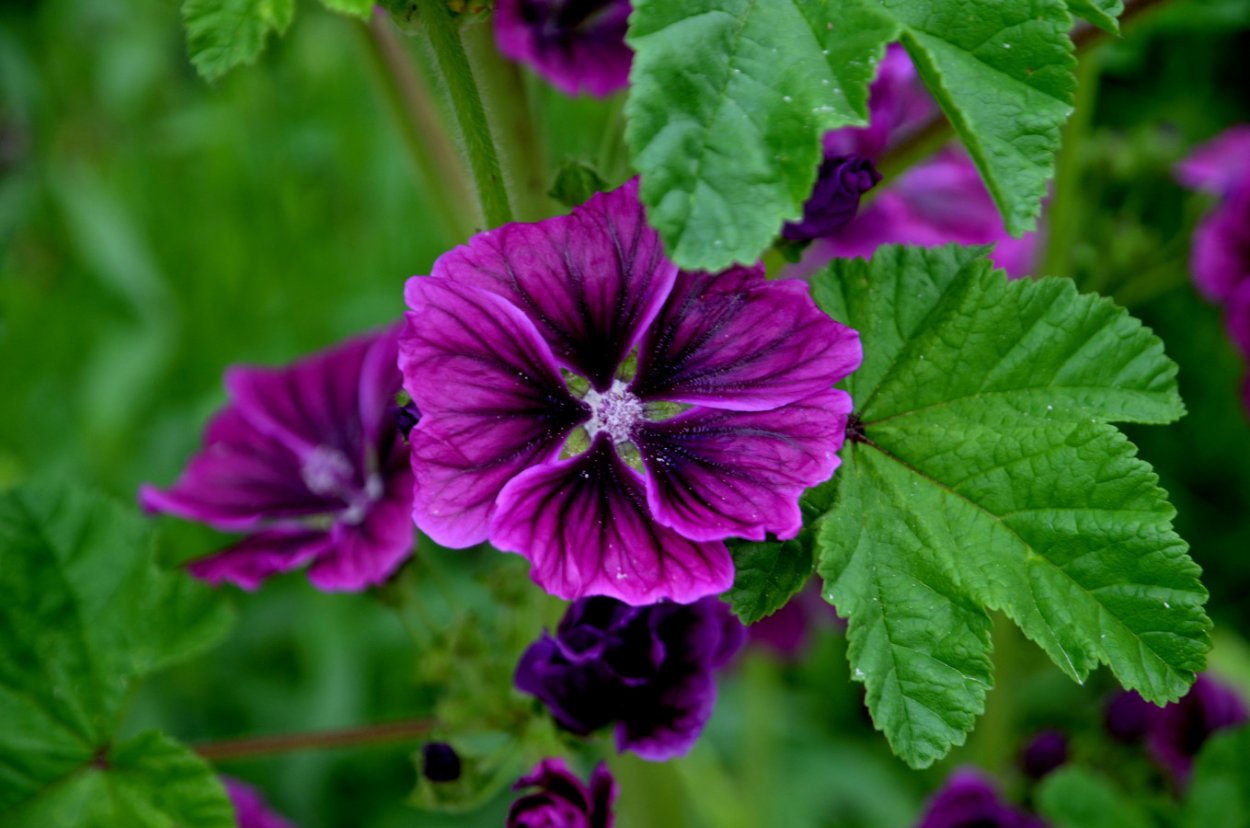 Мальва просвирник