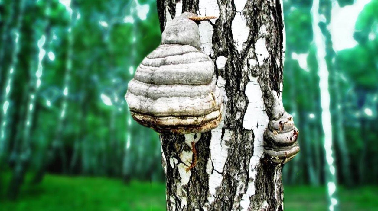 Гриб трутовик чага