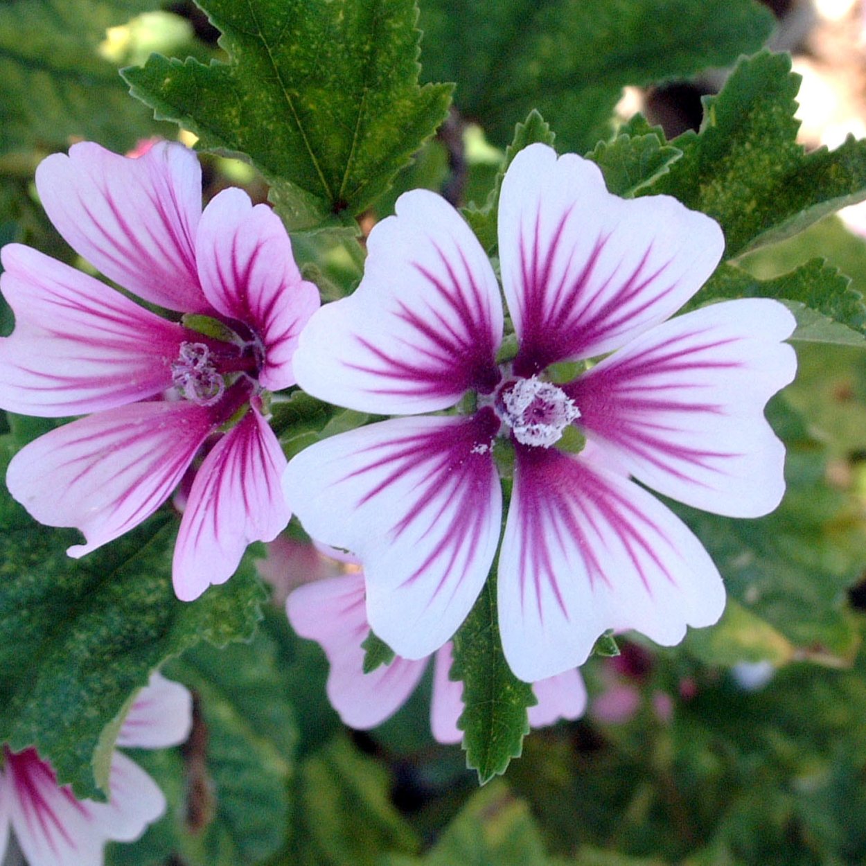 Просвирник Мальва Лесная