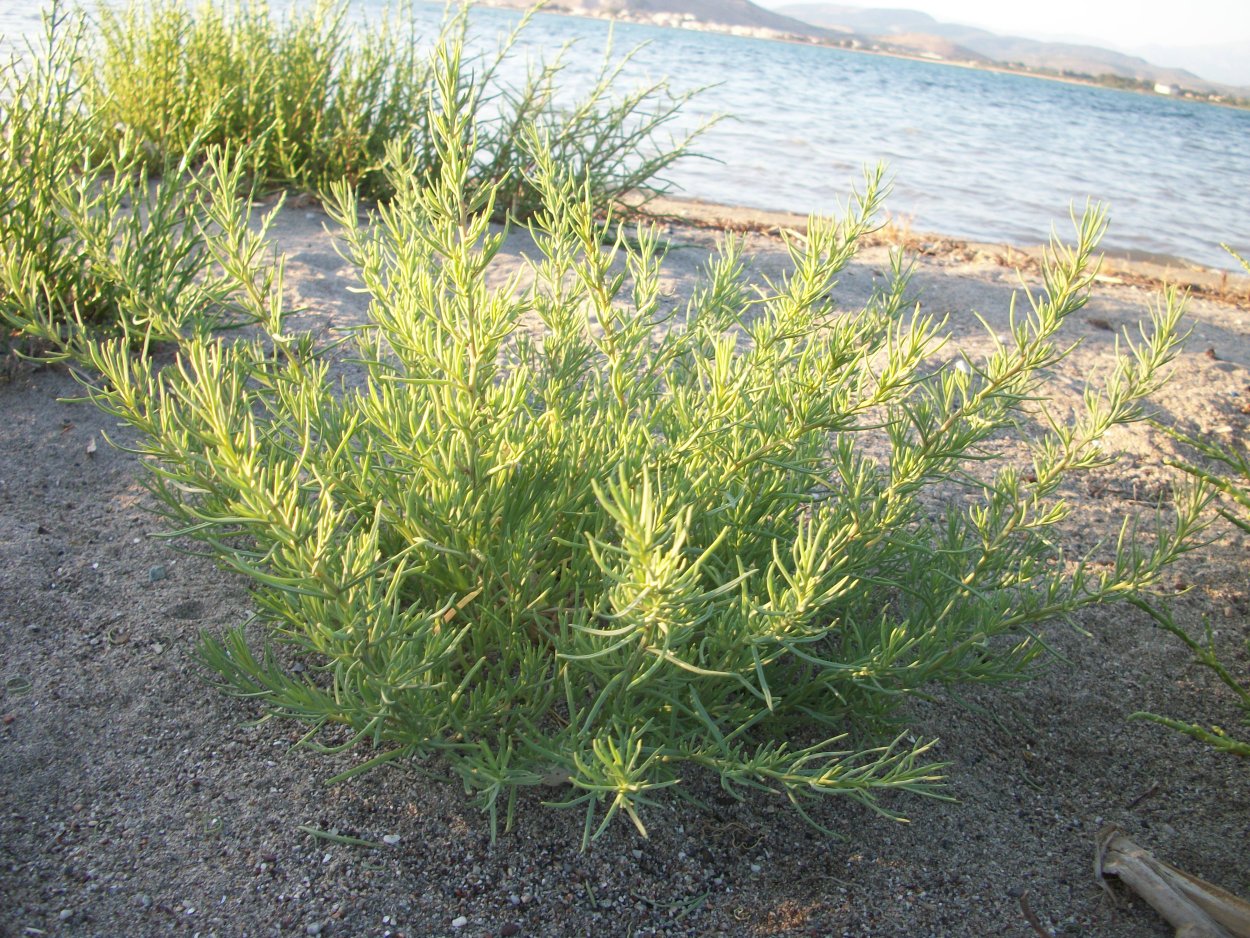 Salsola Passerina