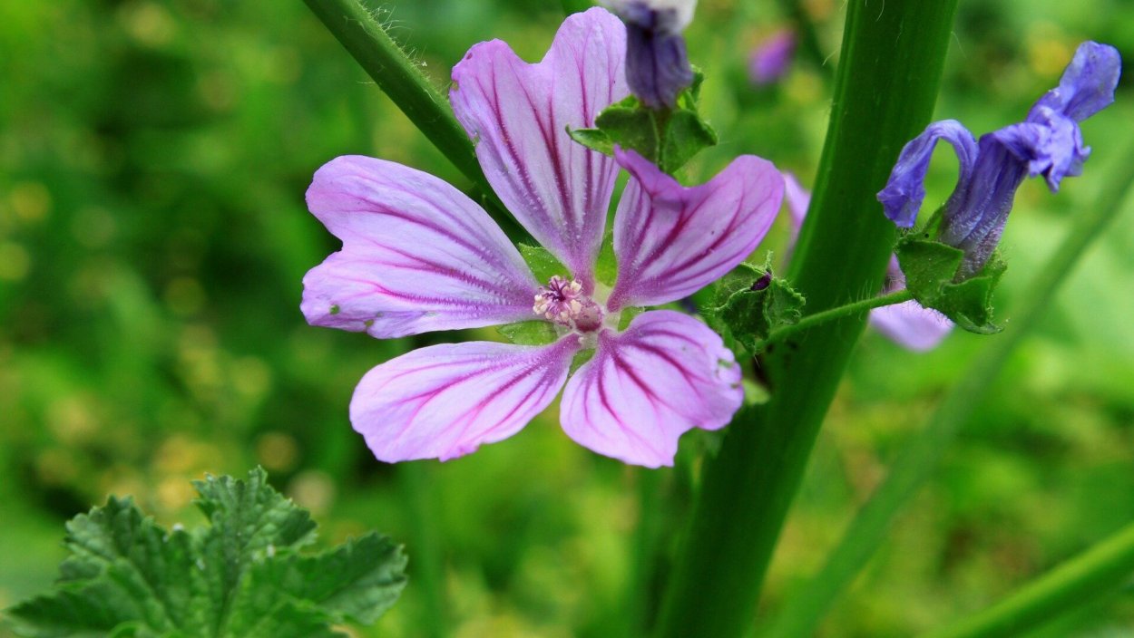 Просвирник Лесной - Malva Sylvestris