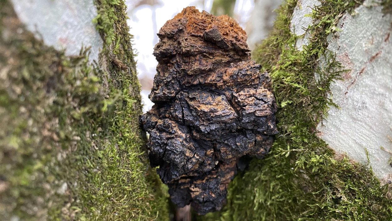 Грибы паразиты чага