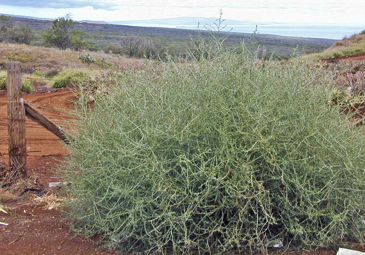 Salsola gemmascens