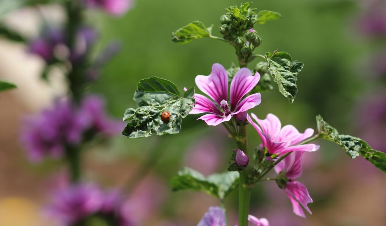 Мальва Лесная просвирник Лесной