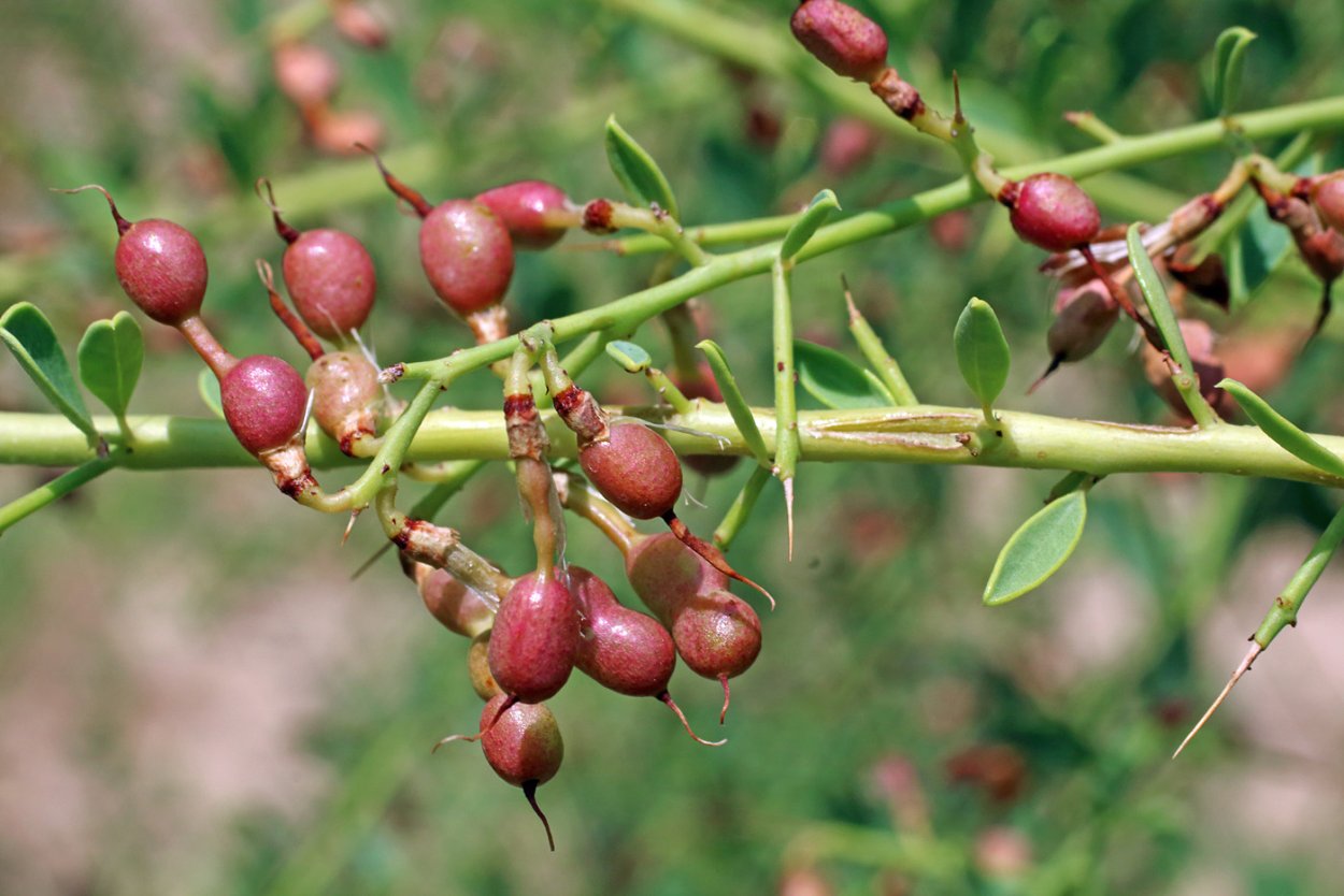 Перекати поле цветение