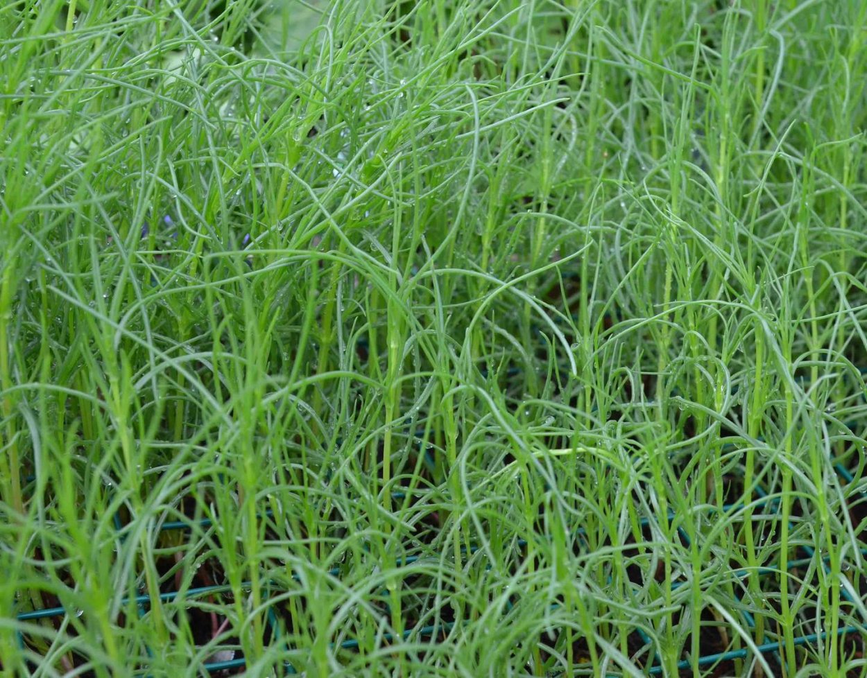 Перекати-поле растение