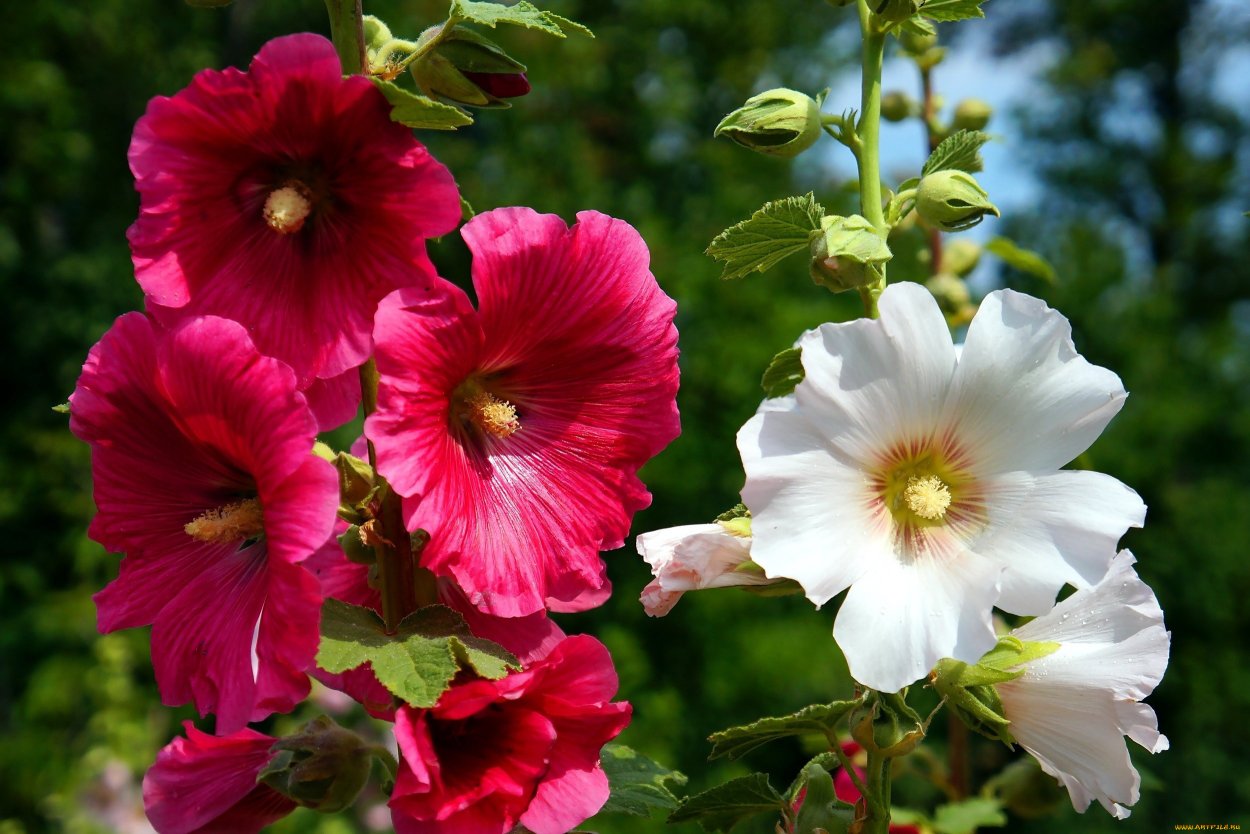 Дикая Мальва в поле