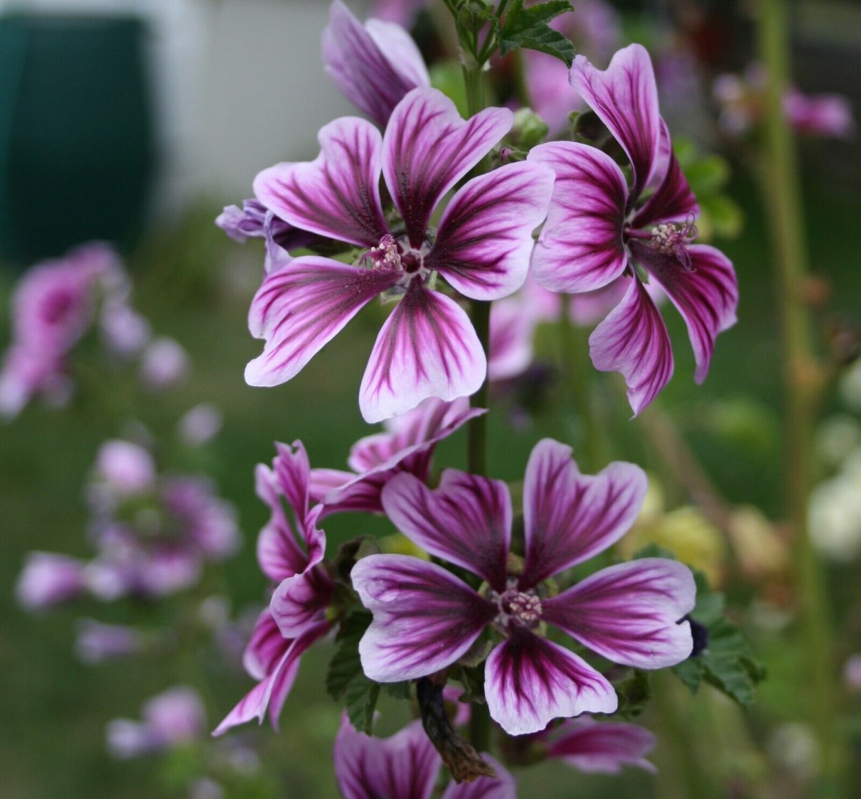 Мальва мускусная розовая