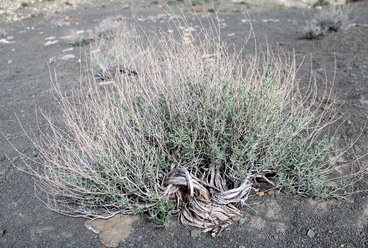 Salsola Tragus l. - солянка сборная