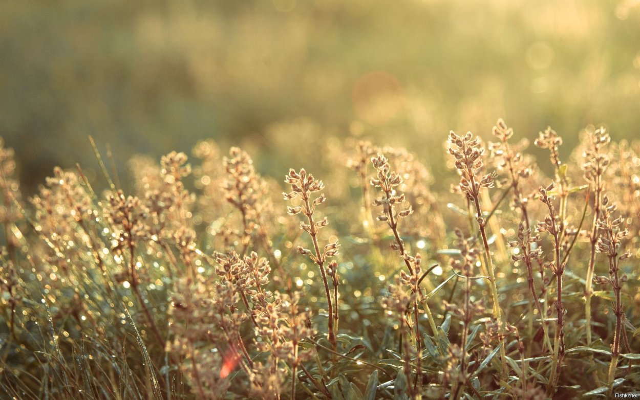 Мясная солянка Шоколадница