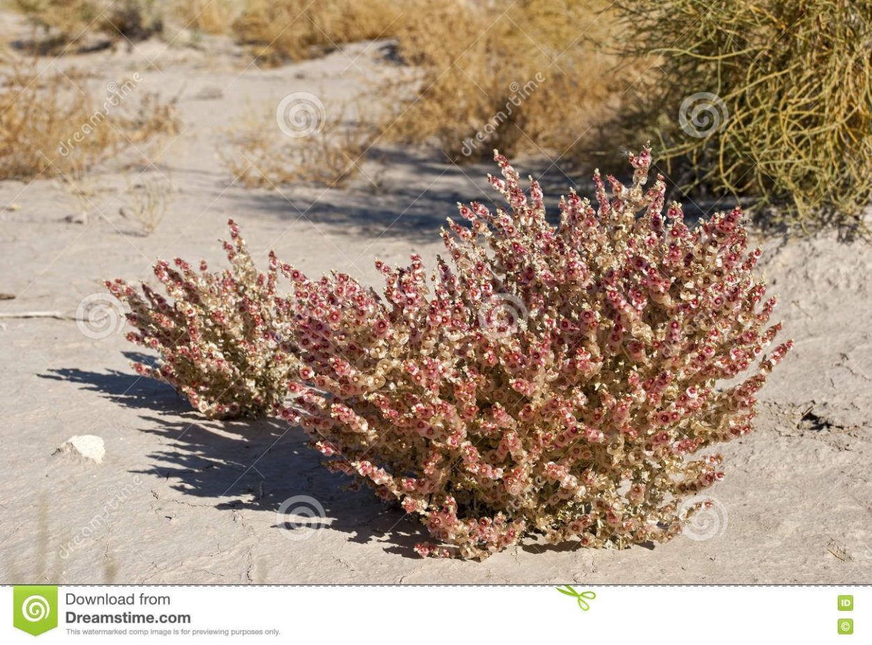 Salsola Soda растение