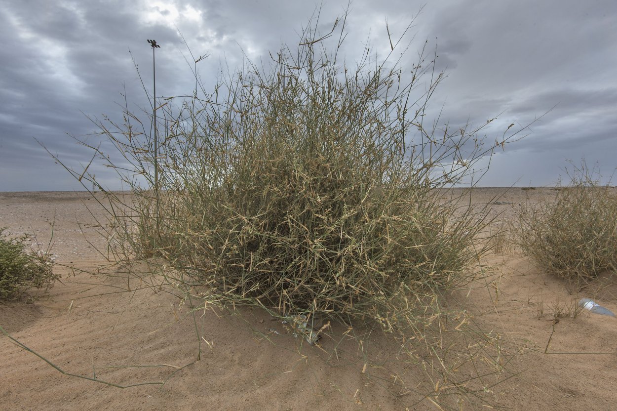 Шалфей и розмарин