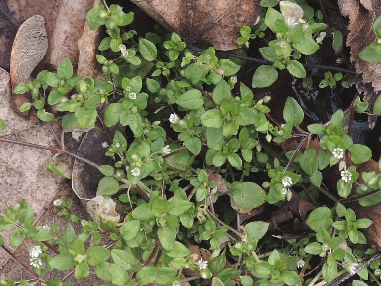 Мокрица трава